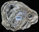 Crystal Filled Dugway Geode (Polished Half) #33159-1